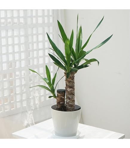 ⚜️83⚜️ユッカ　アロイフォリア　中斑　 メディオピクタ　苗芋　2個 Amazon｜幹立ちユッカ アロイフォリア メディオピクタ 中斑